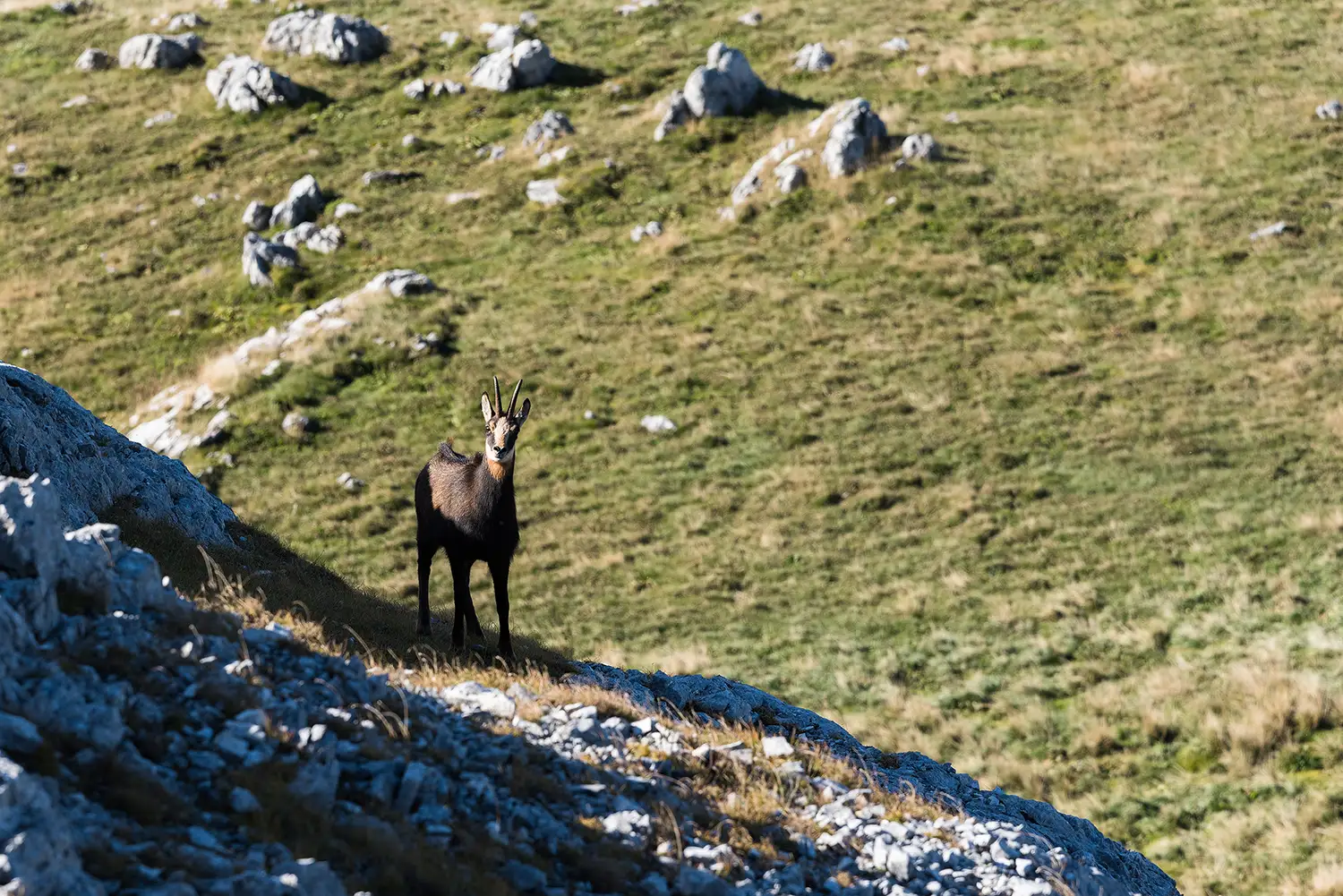 Munții Piule - Iorgovanu