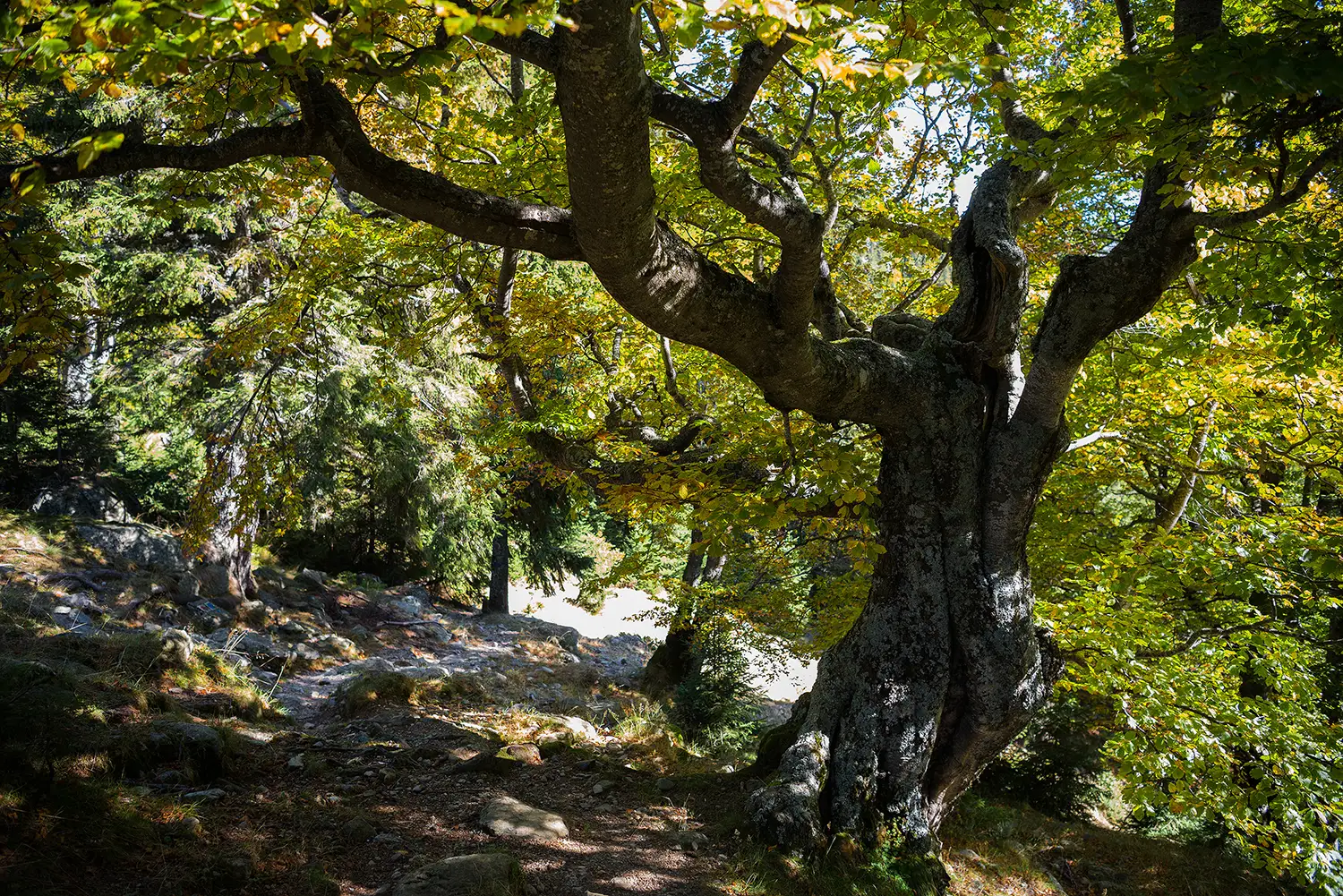 Munții Piule - Iorgovanu