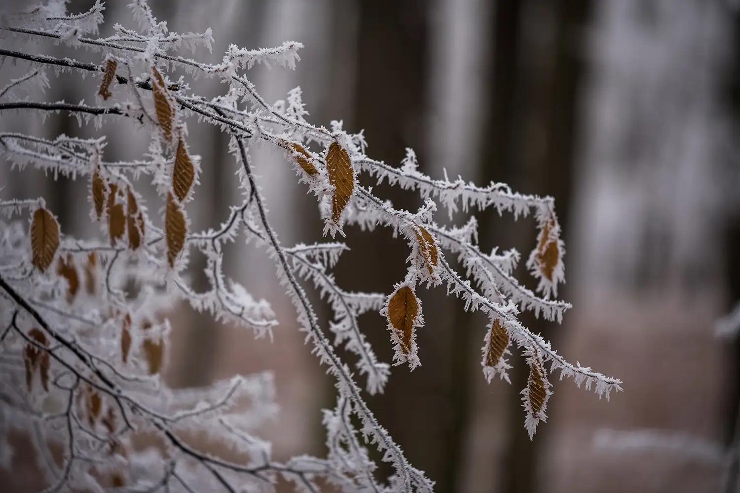  Carpații Meridionali