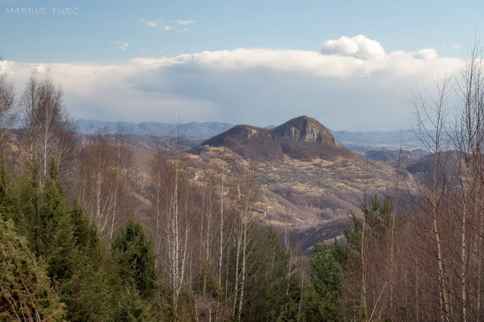 Bulzul Bulzestilor - Marius Turc