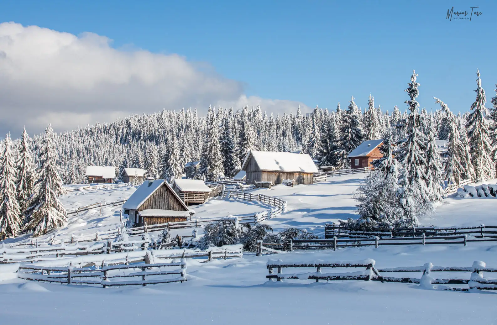 Colibele Petreasa - Marius Turc