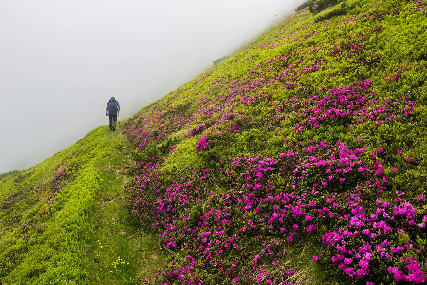 Munții Făgărașului