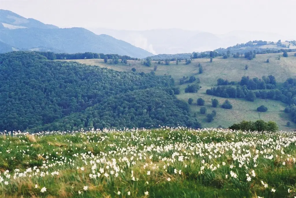 Rezervatia Naturala Poiana Narciselor  