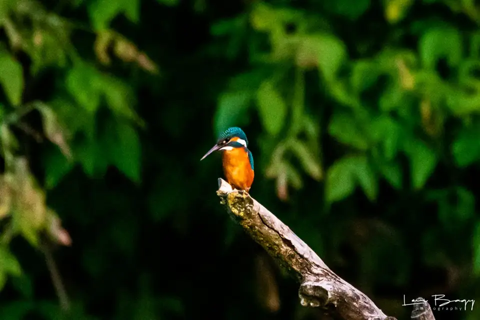  Ivan Pescarul - Levi Bagy Photography