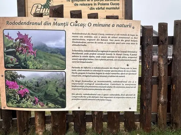 Traseu circuit în Masivul Ciucaș: Cheia – Vârful Zăganu – Vârful Gropșoarele – Vârful Ciucaș – Muntele Roșu – Cheia