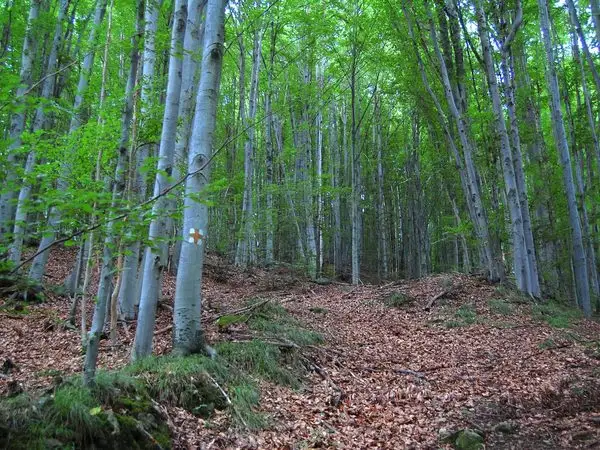 Costeşti - Sarmizegetusa Regia - Vârful Godeanu