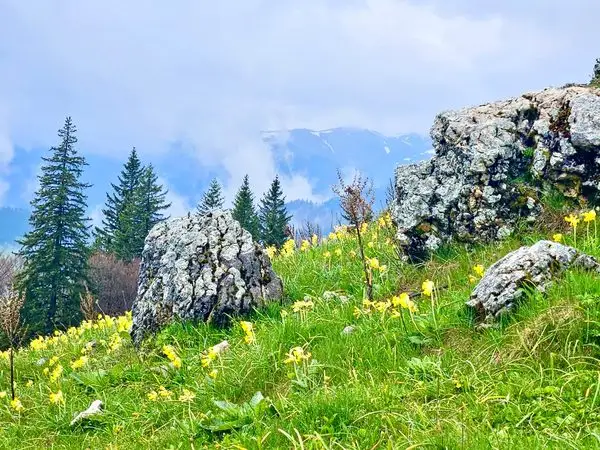 Traseu circuit în Masivul Ciucaș: Cheia – Vârful Zăganu – Vârful Gropșoarele – Vârful Ciucaș – Muntele Roșu – Cheia