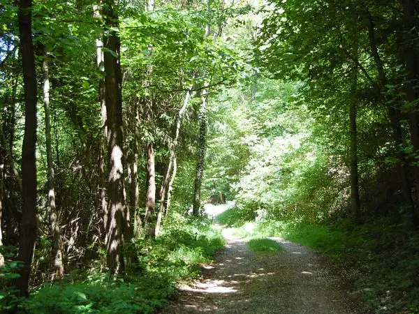 Ohaba-Ponor - Valea Morii - Boşorod