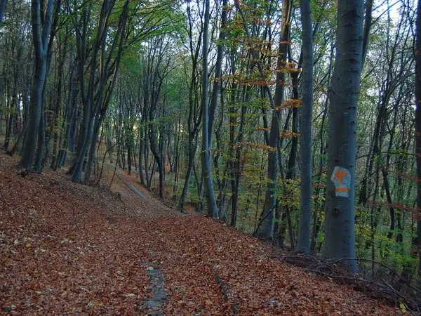 Cartierul Mănăștur - Izvorul Dr. Bilașcu - Tureni - Ciurila - Coasta Dumbrăvilor - lângă Cetatea Fetei - Centrul Comercial „Vivo”