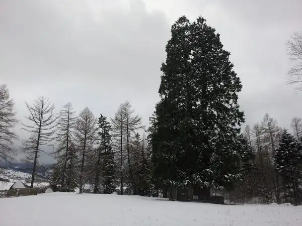 traseul CA - Piatra Bănişorului - Arborele Sequoia - lângă Vârful Bogdanului
