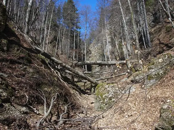 traseul TA - Valea Pârâului Alb - La Răscruce
