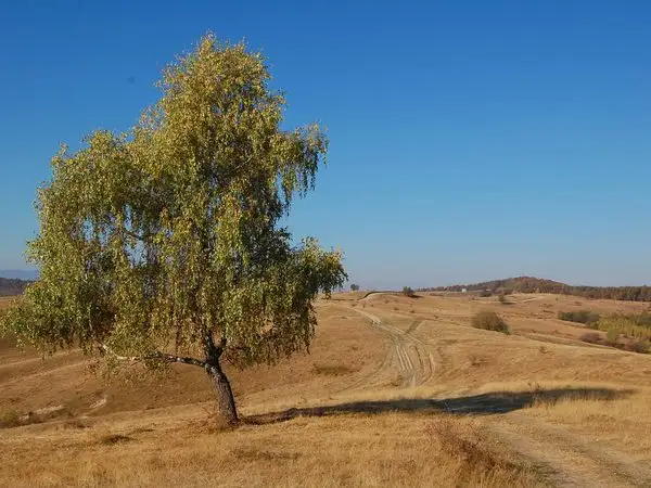 Cartierul Mănăștur - Izvorul Dr. Bilașcu - Tureni - Ciurila - Coasta Dumbrăvilor - lângă Cetatea Fetei - Centrul Comercial „Vivo”