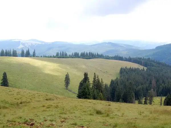 Cabana Prislop - Cabana Năsâpişte - Curmătura Mlăcilor