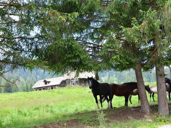 Drăgoiasa - Mănăstirea Neagra Şarului - Şaru Dornei