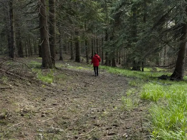 Halta CFR Belani - Obârșia Apa Lină - Vârful Șandru Mare