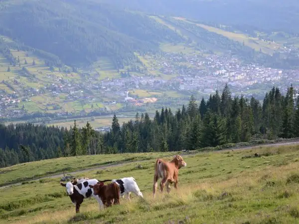 Vatra Dornei - Cabana Giumalău - Vatra Dornei