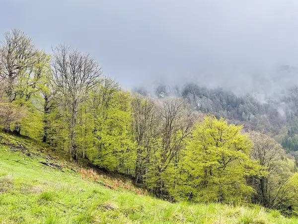 Traseu circuit în Masivul Ciucaș: Cheia – Vârful Zăganu – Vârful Gropșoarele – Vârful Ciucaș – Muntele Roșu – Cheia