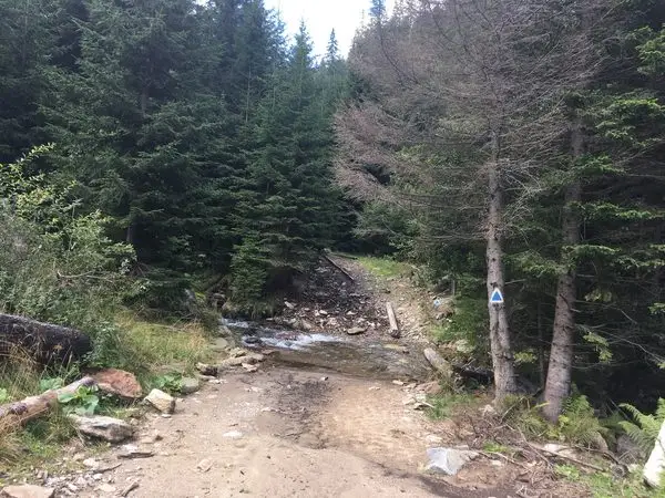 Cantonul Silvic Niculeşti - Refugiul Cindrel - Şaua Cânaia