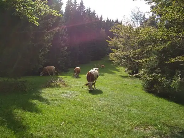 Cracu Pip (La Văcarie) - Sub Vârful Şeroni - La Lemn (spre Cuntu)