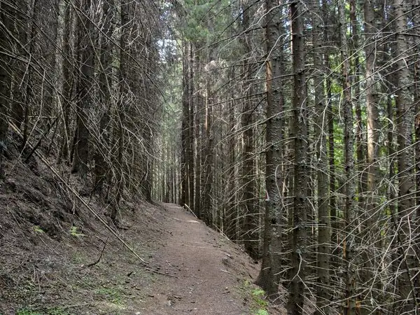 Plaiul Foii - Crucea Grănicerului - Cojocaru (Valea Dâmboviţei)