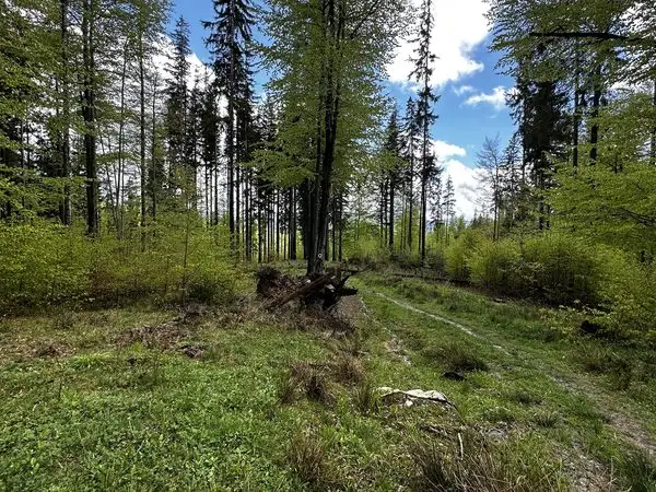 Traseu circuit în Masivul Ciucaș: Cheia – Vârful Zăganu – Vârful Gropșoarele – Vârful Ciucaș – Muntele Roșu – Cheia