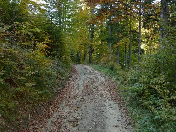 Şaua Geamăna - Valea Pârâului Geamăna (intersecţie traseu PR)