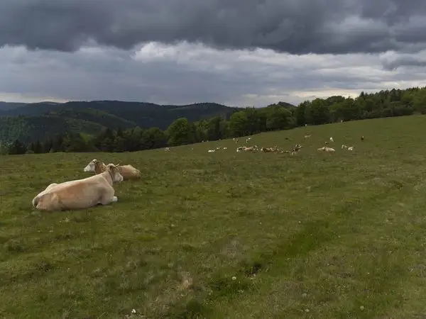 Lemnia de Sus - Vârful Mihalţ - Vârful Șandru Mare