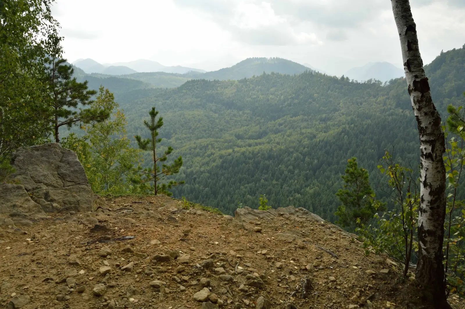 Dragosloveni (Soveja) - Şezătoarea Lupilor - Vârful Zboina Neagră