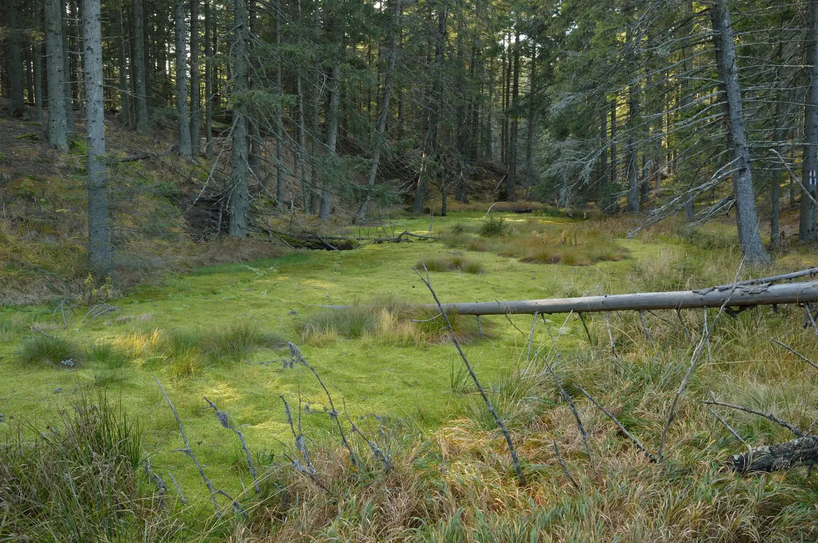 Podu Şchiopului - Zboina Frumoasă - Căldările Zăbalei 