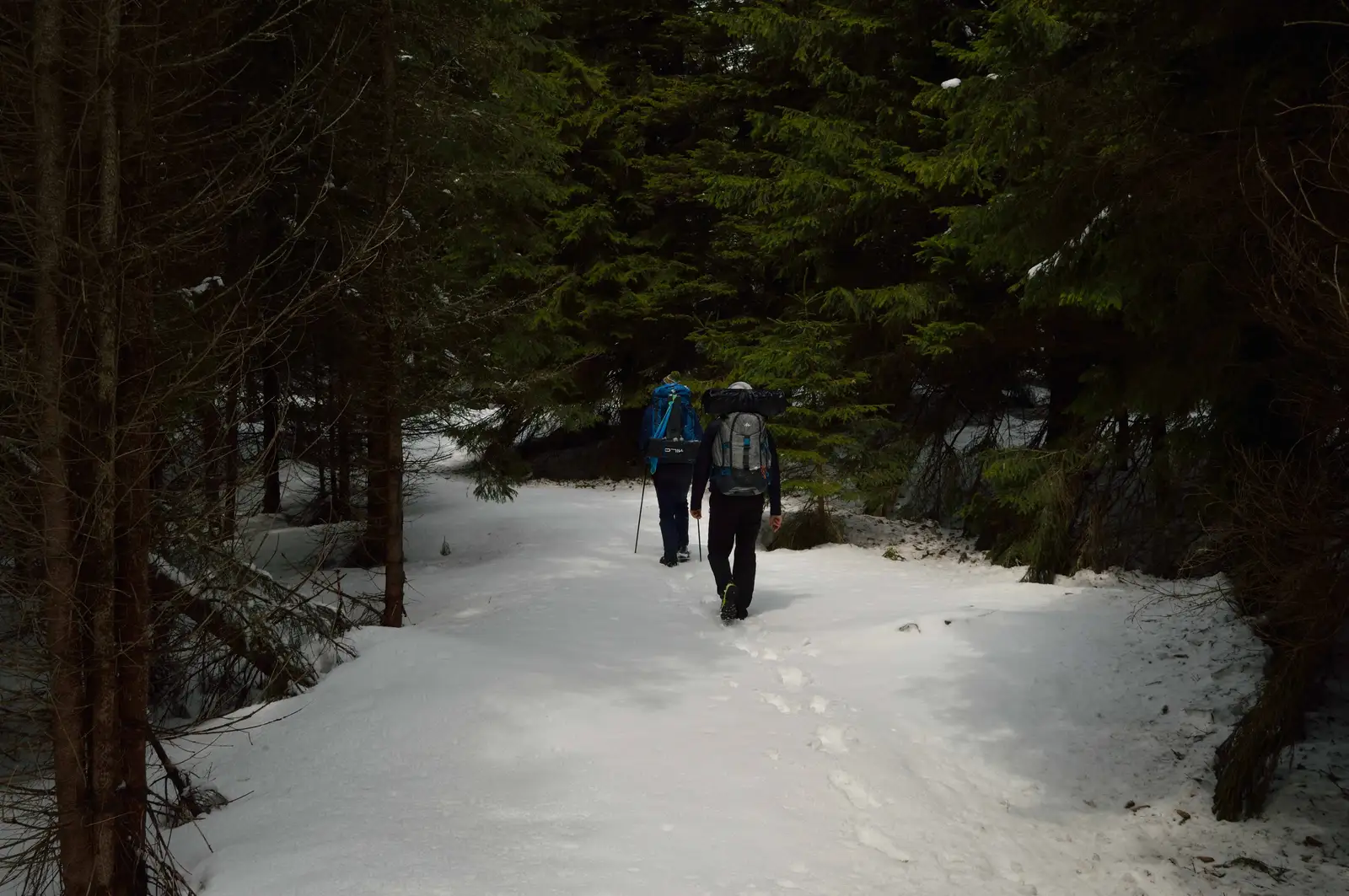 Poiana Şindriliţa - Muntele Mârdanu - Vârful Lăcăuţi