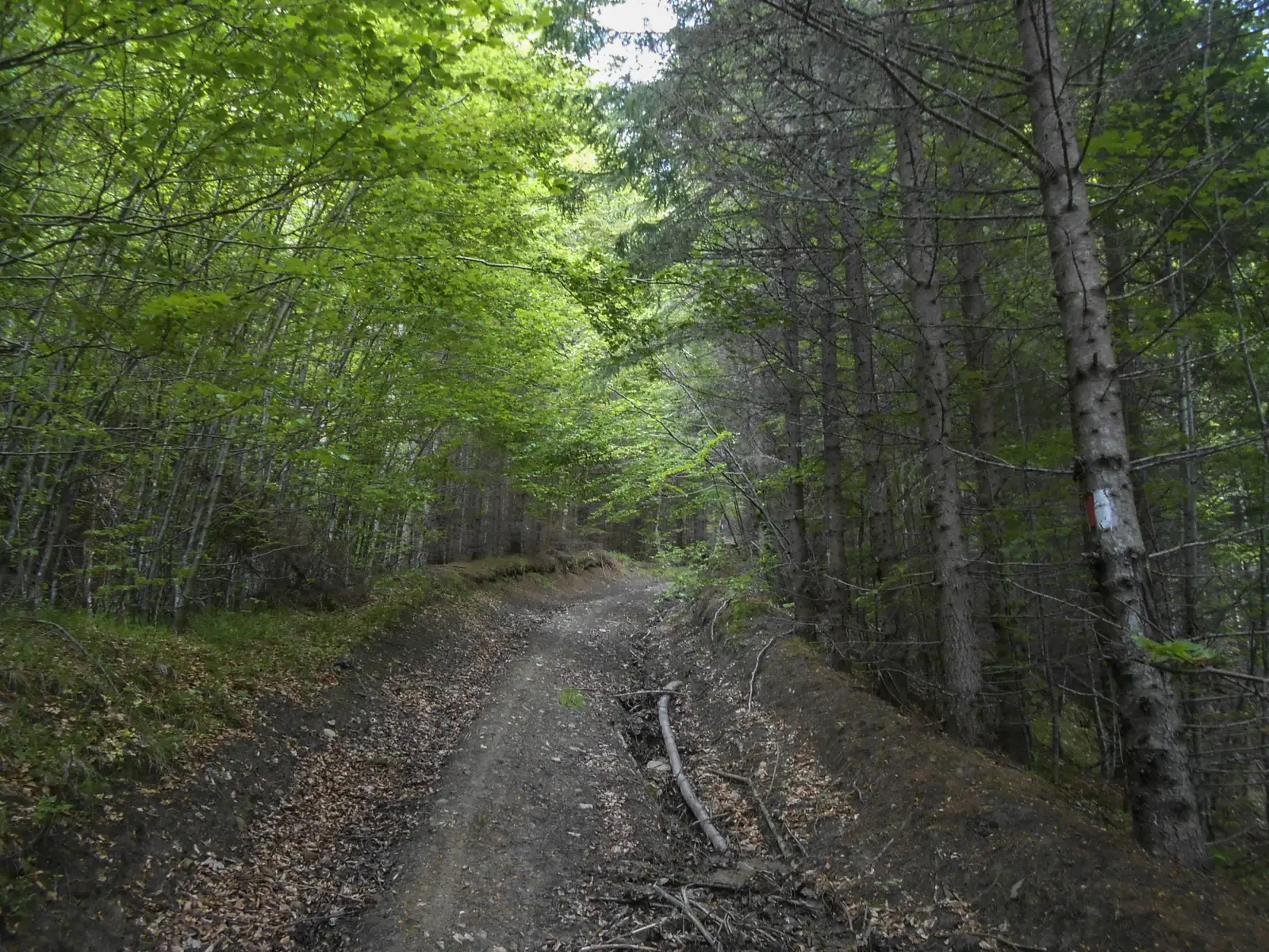 Cabana Babarunca - Piciorul Teslei