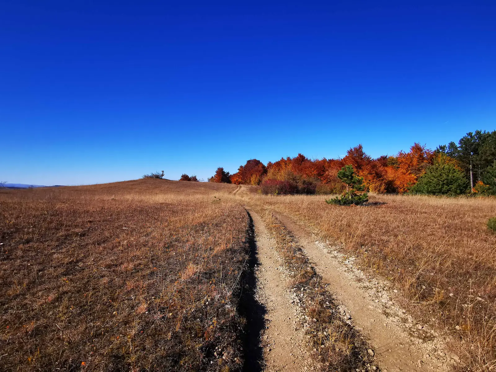 Căpuşu Mare - Dumbrava - Căpuşu Mare