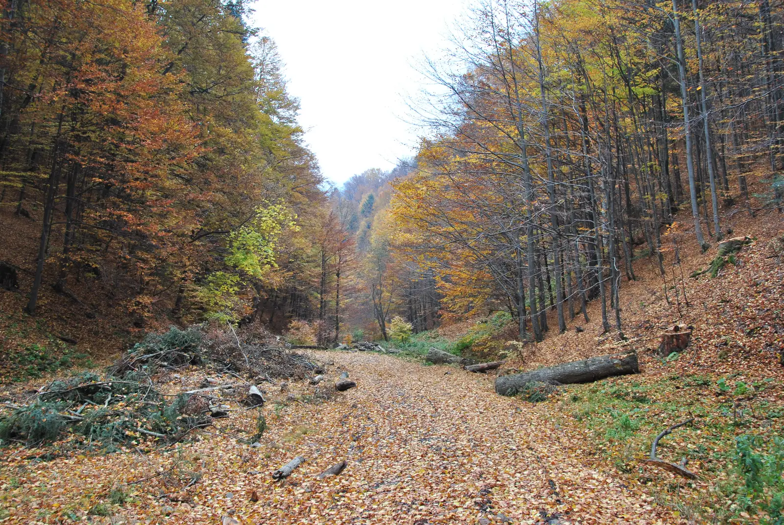 Gara Azuga - Valea Grecului - Cabana Diham