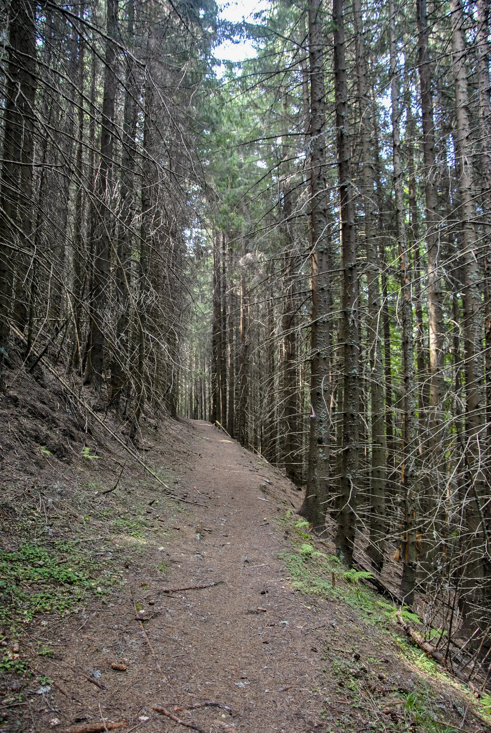 Plaiul Foii - Crucea Grănicerului - Cojocaru (Valea Dâmboviţei)