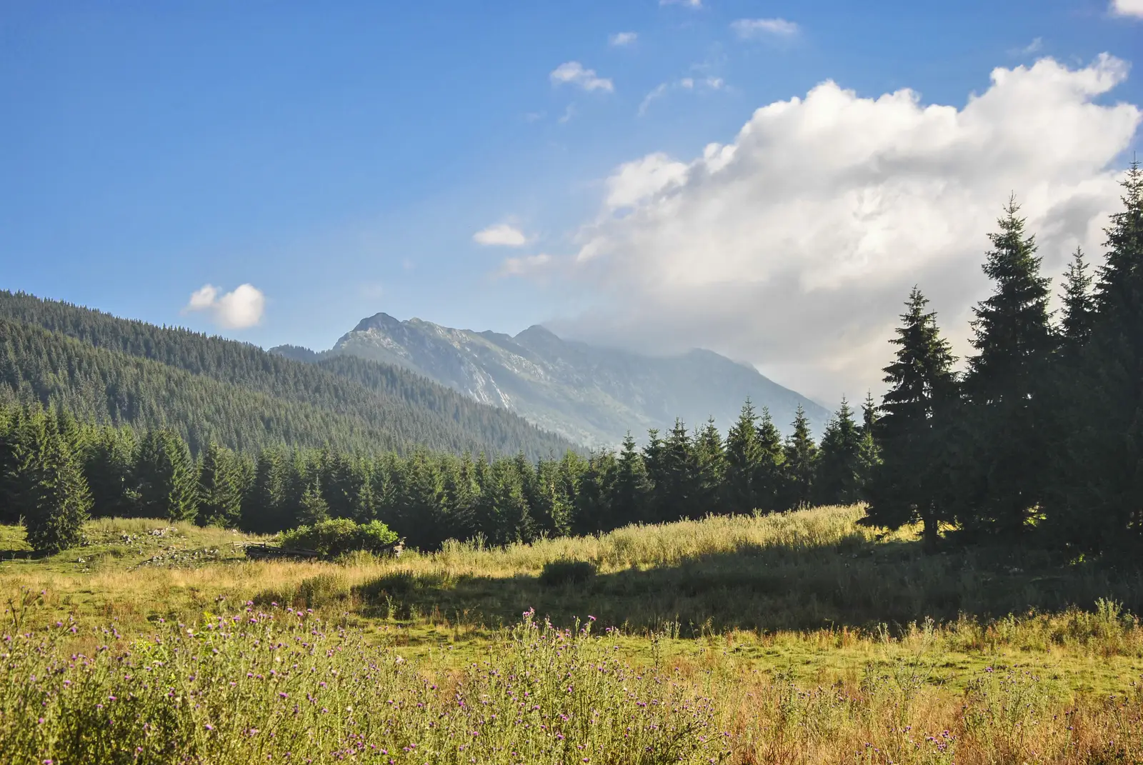 Poiana Brusturet-Valea Muierii-Poiana Pietricica