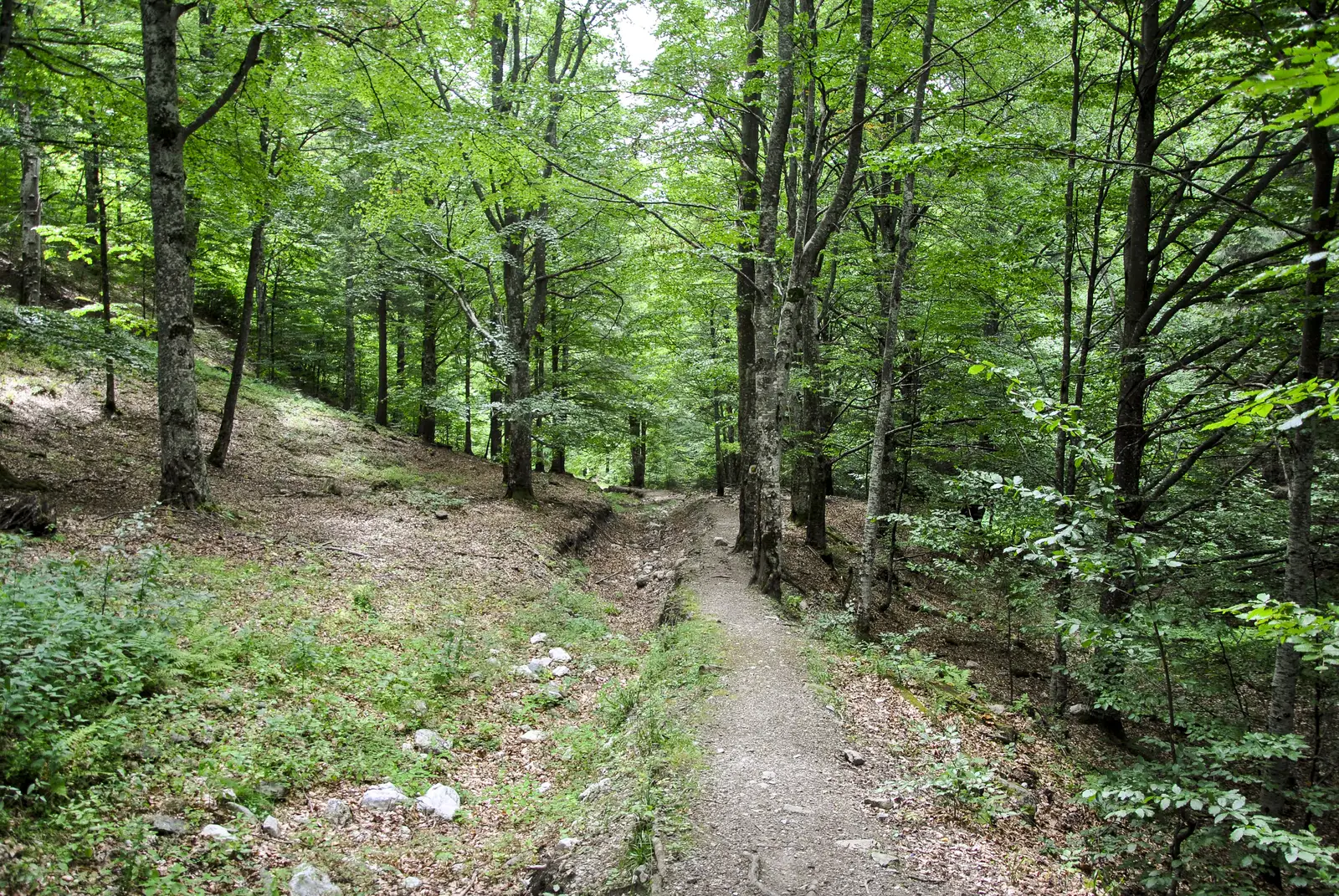 Cabana Garofiţa Pietrei Craiului-Poiana Tămăşel