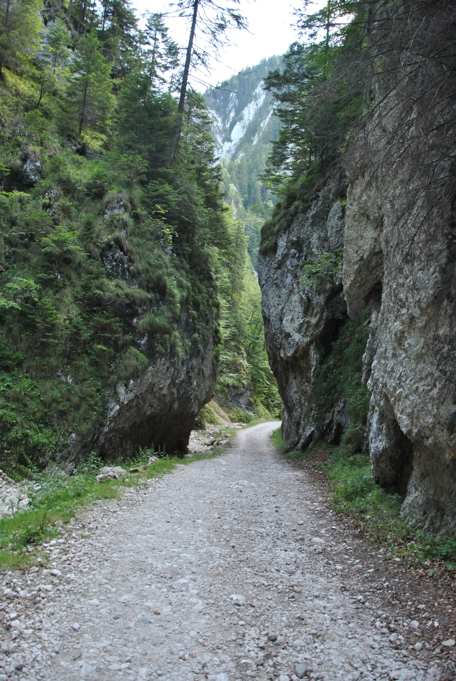 Prăpăstiile Zărneştilor-Cabana Curmătura