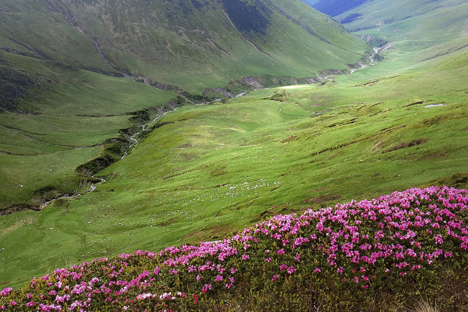 Cormaia - Valea Cormaia - Şaua Obârşia Rebrii