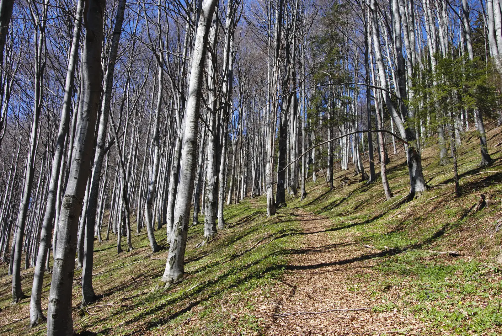 Cheia - Pasul Bratocea