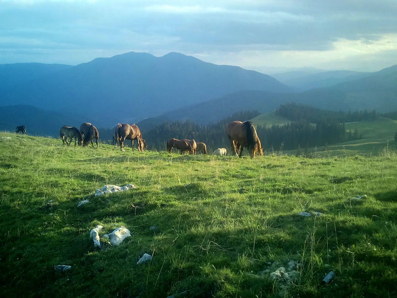 Câmpulung Moldovenesc - Rezervaţia forestieră Codrul secular Slătioara - Câmpulung Moldovenesc