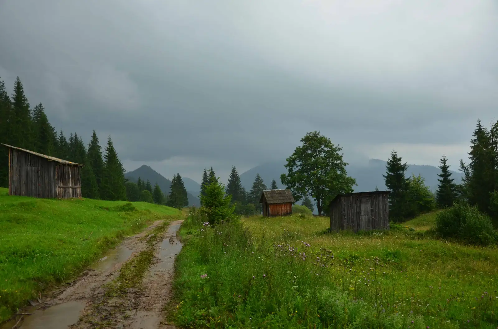Câmpulung Moldovenesc - Pojorâta - Câmpulung Moldovenesc