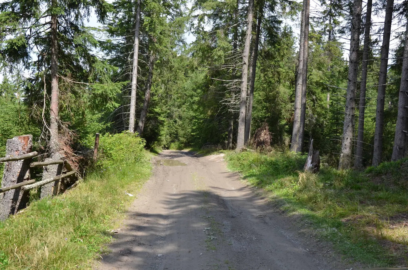 Dorna Arini - culmea Munţilor Bistriţei - Panaci