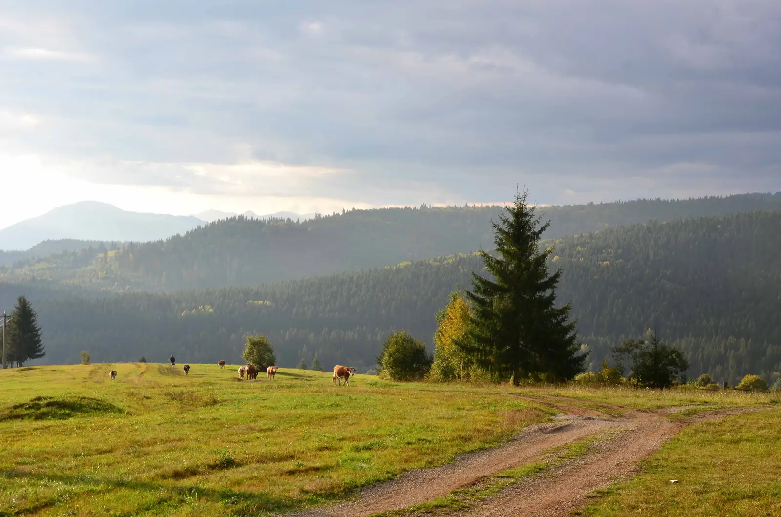 Dorna Candrenilor - Poiana Tătarului - Dorna Candrenilor