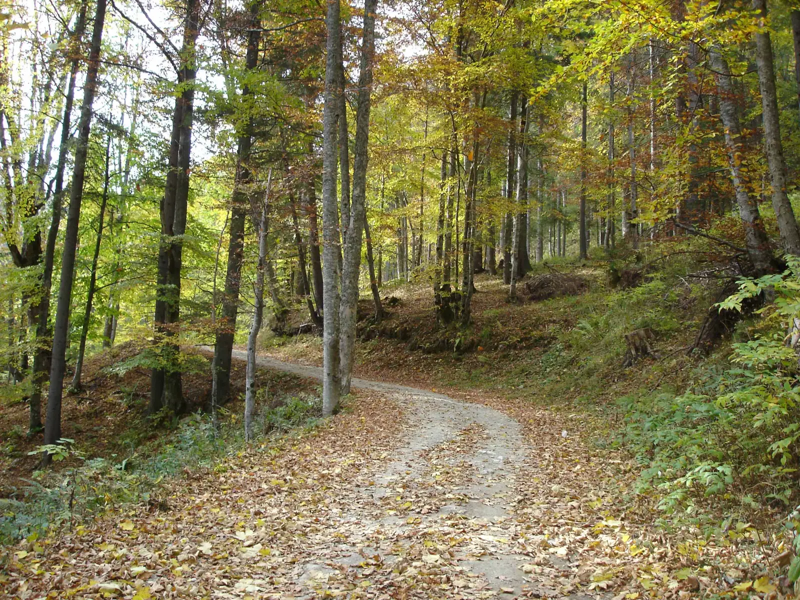 Ciocăneşti - culmea Munţilor Suhardului - Podu Coşnei