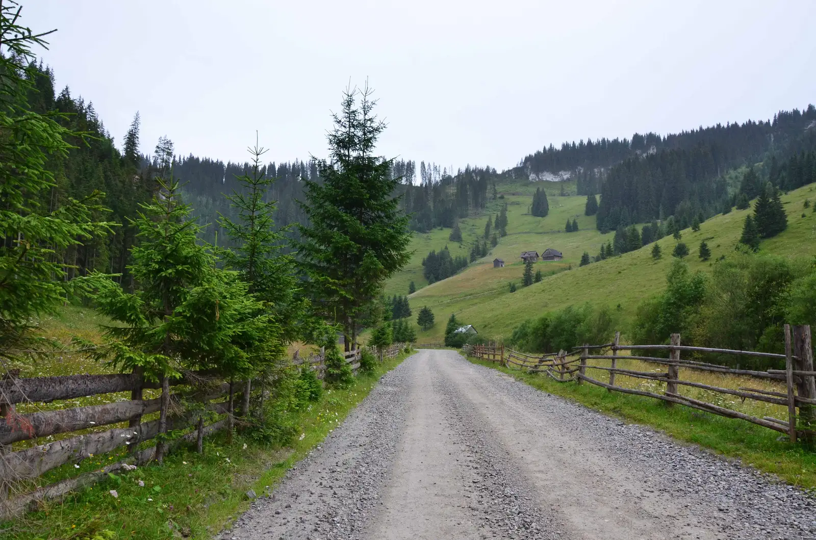 Cârlibaba - culmea Obcinei Mestecănişului - Moldova-Suliţa