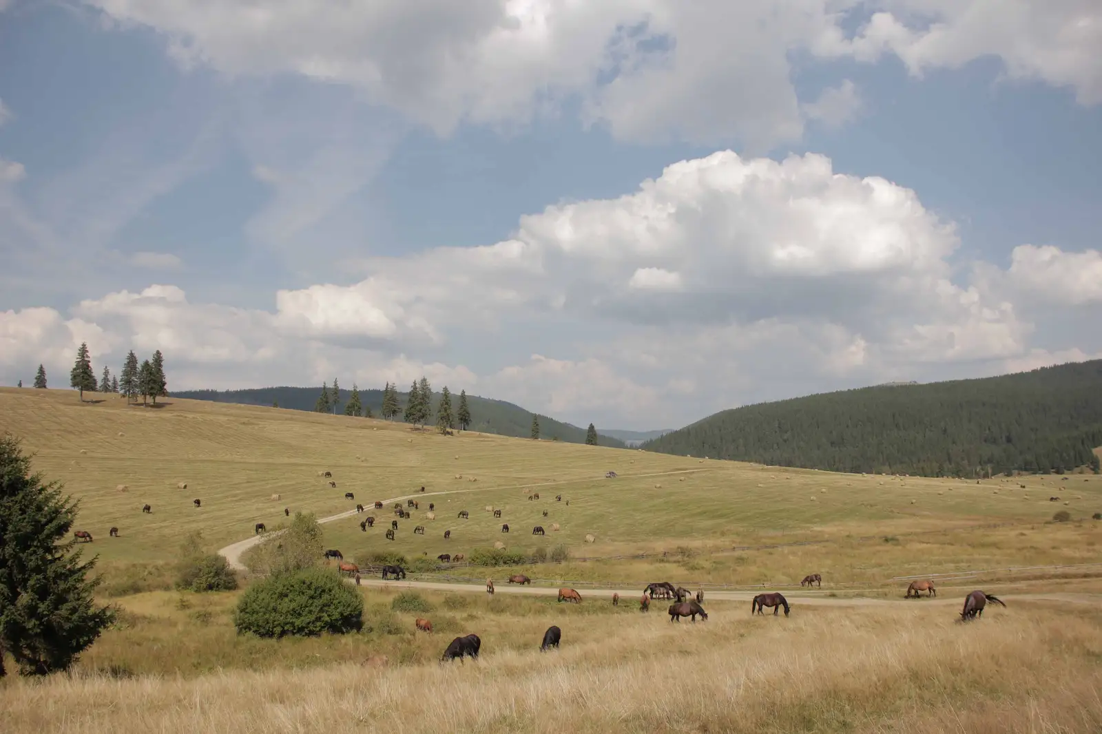 Breaza - culmea Obcinei Mestecănişului - Botuş