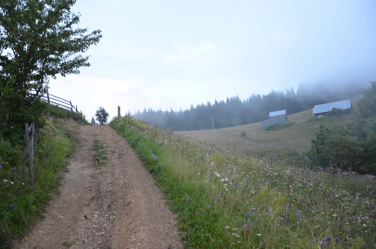 Ciumârna - Culmea Dragoşa - Frumosu