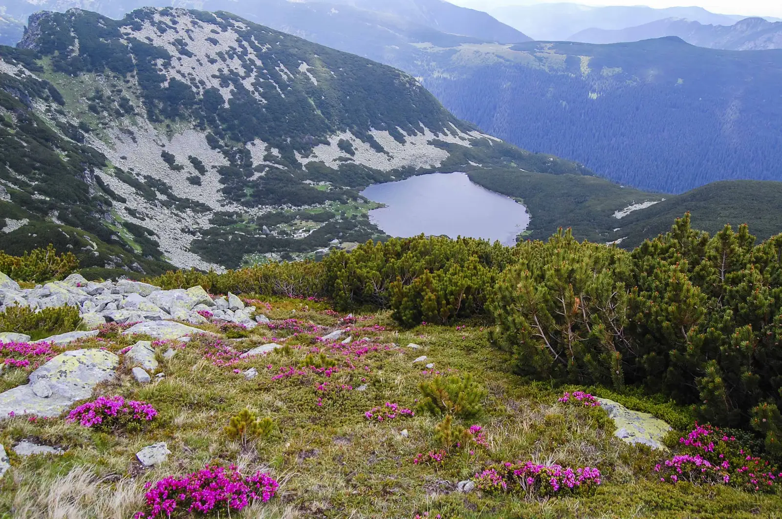 Lunca Berhina - Crucea Trăznitului - Lacul Bucura 