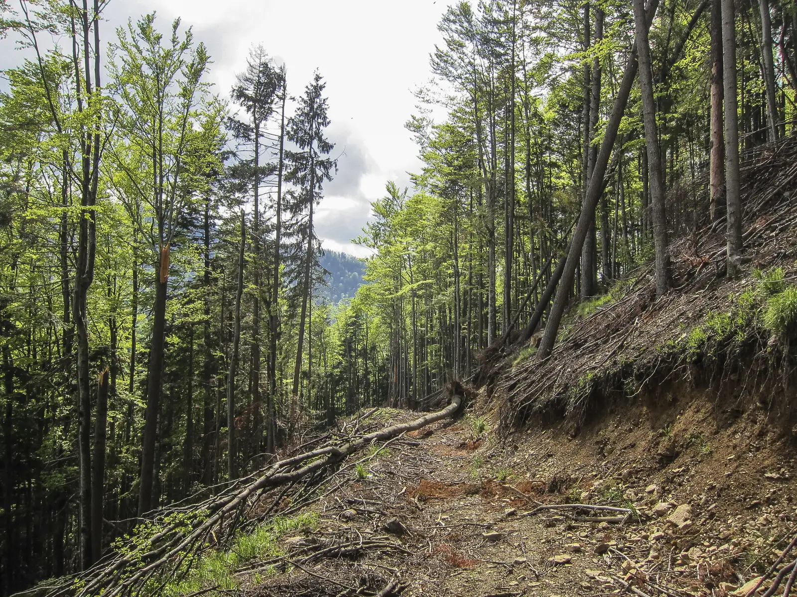 Cârţişoara - Cabana Vama Cucului - Cabana Bâlea Cascadă