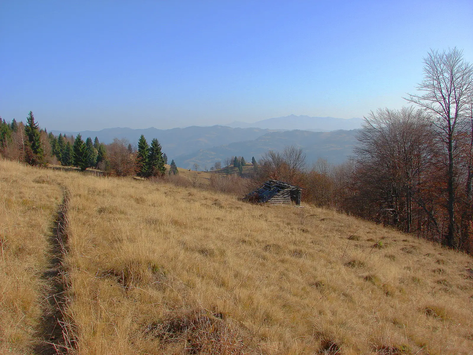 Repedea - Poina cu narcise - Cabana Paltinu